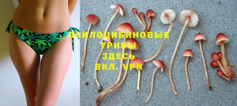 Галлюциногенные грибы Cubensis  Калининград 